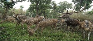 Madikeri